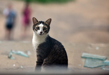 Портрет дворовой кошки / Так выразительно на меня смотрят не только кошки :)