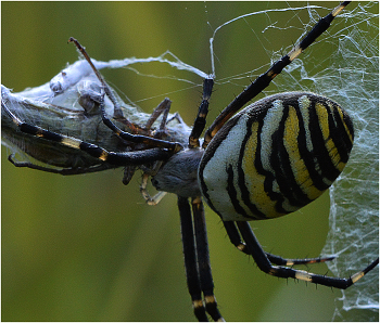 Добыча. / Паук-кругопряд Брюнниха - Argiope brunnichi, семейство Пауки-кругопряды (Araneidae). Тело в длину около 1,5 см (у самца всего 0,5 см). Один из немногих пауков, самка которых регулярно съедает самца после спаривания. В Центральной Европе более 50 видов пауков-кругопрядов, плетущих специфические для каждого вида сети.