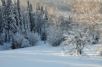 Зимний лес днем / ***