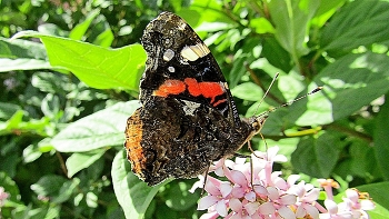 ИЗ ЖИЗНИ НАСЕКОМЫХ / лето бабочка
