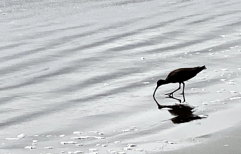 &nbsp; / pacific ocean