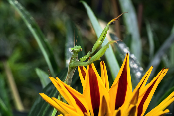 Итак, с третьей цифры, пожалуйста! / Обыкновенный богомол, или Богомол религиозный (Mantis religiosa)