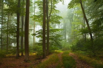 По старой дороге / Дорога уходящая в глубь леса осенним туманным утром.