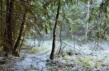 &quot;Снег в апреле последний... он, как буд-то, прощаясь...&quot; / &quot;Снег в апреле... последний...
 Он, как буд-то, прощаясь,
 Пролетает над лесом,
 За зимой возвращаясь.
 Снег в апреле... прекрасный...
 И пушистый, как перья,
 Тихо падая, тает...
 Ведь весны пора, верно?..
 Снег в апреле... печальный...
 Это нам расставанье...
 Шепчет он из-за веток: -
 &quot;На прощанье... прощанье ...&quot;