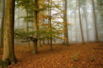 В цвет осени / Когда лес меняет цвет. Утро в осеннем туманном лесу.