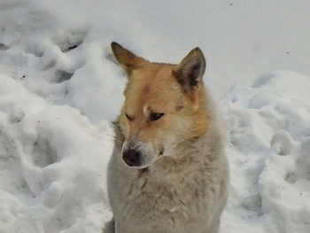 Зимняя собака / Зимняя собака