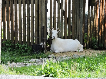 Лежит коза рогатая / Домашняя коза