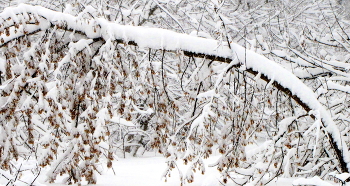Природа под снегом. / Снежная зима.