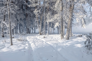 Прогулка по зимнему лесу / Морозный сибирский лес