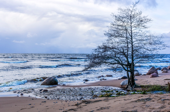 Финский залив в ноябре. / 2012 год.