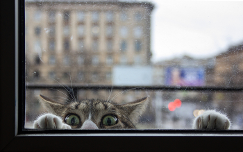 Кот на балконе / Canon 550D