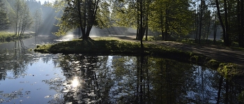 В утреннем парке...... / Петербург. Шуваловский парк. Июнь