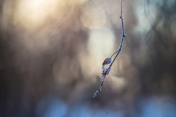 Зимний сон или последний листочек / минимализм, гелиос 40-2С 85mm f/1.5