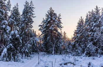 Догорал закат за зимним лесом. / ...
