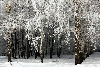 &nbsp; / Нарядный зимний день в городском парке