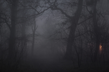 Зимний лес / Туманная ночь