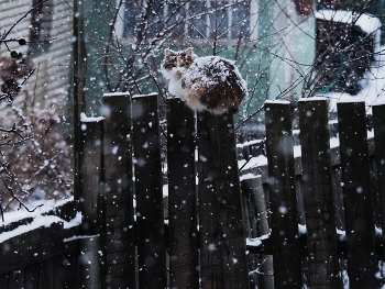 Под снегом / Наблюдатель на своем посту, даже в снегопад.