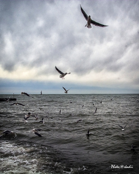 Чайки... / Море, чайки, зима...