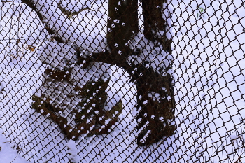 Инвалид / Левый, более мощный ствол, по какой-то причине вырос на боковой ветке,вынудив хозяина приделать дереву вторую ногу.