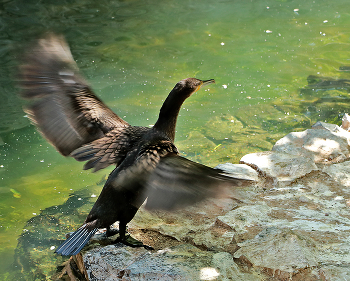 У души есть незримые крылья, Что возносят нас над суетою. / ***