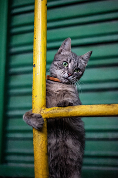 Кошка маруся / Nikon D 700 + Nikon 50 mm 1.8