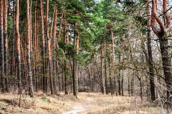 тропинка в лесной рощи / Nikon D 700 +Самьянг 85 мм 1.4