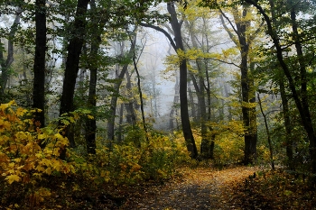 В лесу осеннем............. / Железноводск. Октябрь