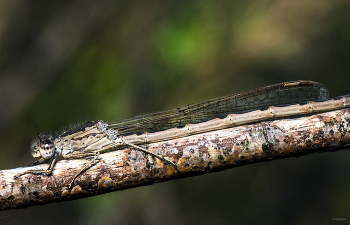 &nbsp; / Лютка тусклая (Sympecma fusca)