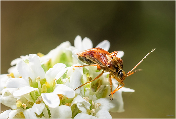 &nbsp; / Клоп луговой, или полевой (lygus pratensis)