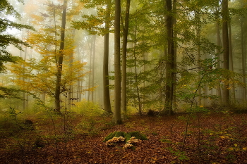 Опята / Утро в осеннем лесу.