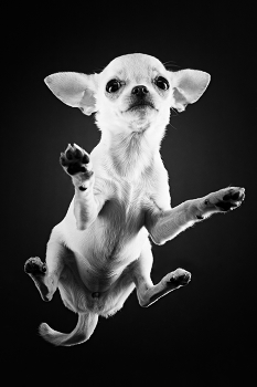 &nbsp; / Чихуахуа по кличке «Молли»
И сразу отвечу на не заданный ещё вопрос, при съёмке ни кто не пострадал ))