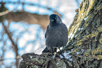 галка / NIkon D 700 + 2х конвертов +Вивитар 75-205 мм