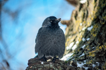 Серая Галка / NIkon D 700 + 2х конвертов +Вивитар 75-205 мм