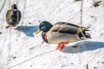 уточка / NIkon D 700 + 2х конвертов +Вивитар 75-205 мм