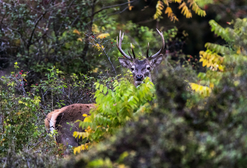 В густых зарослях / ***