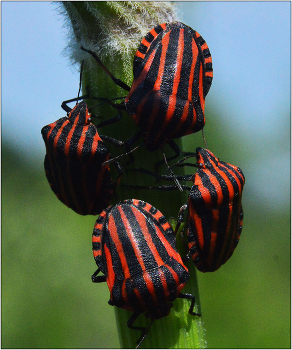 Движение. / Клоп Итальянский - Graphosoma lineata. Клопы семейства настоящие ЩИТНИКИ.в мире насчитывается около 4 тыс. видов.