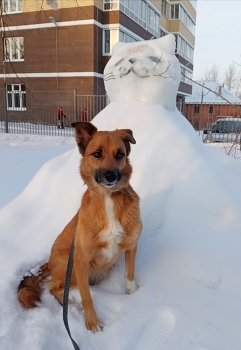 Пёсик на фоне котика.. / Собака на зимней прогулке.
Эмоции. Снеговик.
