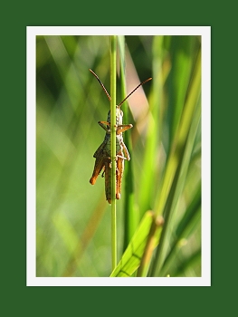 Спрятался. / " " "