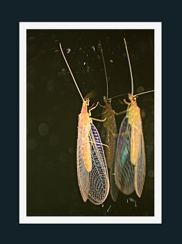 Златоглазка на оконном стекле. / " " "