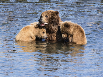 Не наелись. / Мамаша поймала рыбину. Наблюдавшие с берега за её действиями дети, урча бросились к добыче, расправились с ней за несколько секунд, а когда остатки сёмги пропали в мамкиной пасти, удручённо повесили головы.