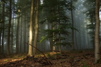 Лучик солнца / Утро в осеннем туманном лесу в момент когда пробивается солнце.