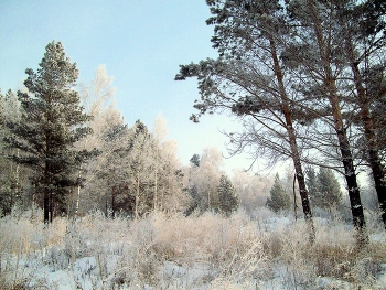 Зимний лес / Иркутская область