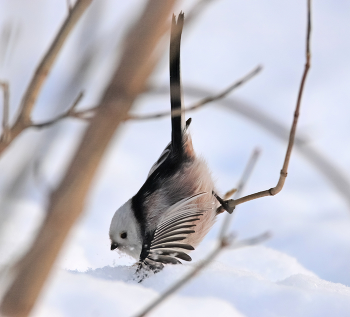 Ополовник / Ополовник