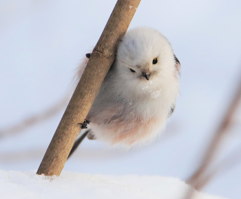 &nbsp; / ополовник