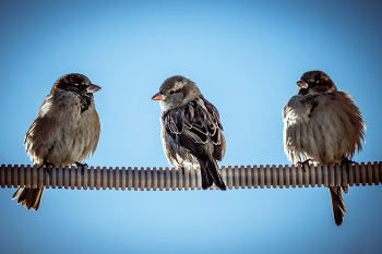 Воробьи... / Беларусь. Могилёв. Январь 2022