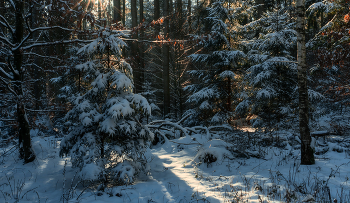 Солнечные просветы / Солнечный день в лесу. Зима 2022-23