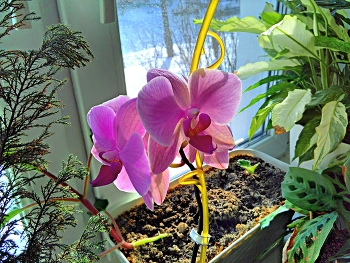 А за окном зима. / " " "