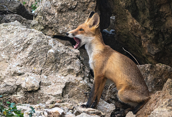 &nbsp; / молодой лисенок