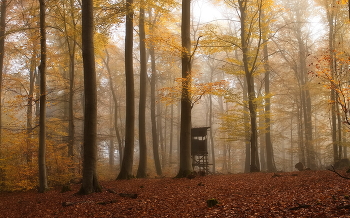 Рыжий ноябрь / Теплым ноябрьским днем в туманном лесу.