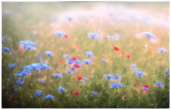 кусочек лета / открывается постепенно = отложенная эффективность = основной признак псиграфии (живой фотографии)*